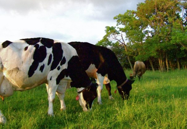 white cow dairy
